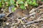 Ratte im Unterholz.