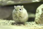 Mongolische Rennmaus (Meriones unguiculatus) am 7.5.2010 im Exotarium Oberhof.