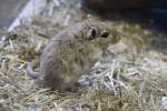 Mongolische Rennmaus (Meriones unguiculatus) im Tierpark Berlin.