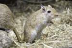 Mongolische Rennmaus (Meriones unguiculatus) im Tierpark Berlin.