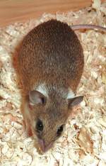 Zwergstachelmaus-Acomys spinosissimus(Southern African Spiny Mouse)