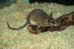 Abu Simbel-Stachelmaus-Acomys cahirinus hunteri(Abu Simbel Spiny Mouse)