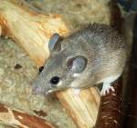 Kreta-Stachelmaus-Acomys minous(Crete spiny mouse)