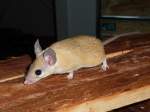 Helle Sinai-Stachelmaus-Acomys dimidiatus(Eastern or Arabian Spiny Mouse)