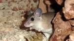 Türkei-Stachelmaus-Acomys cilicicus(Asia Minor Spiny Mouse)