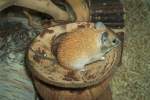 Goldstachelmaus-Acomys russatus(Golden Spiny Mouse)