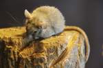 Dunkle Kairo-Stachelmaus (Acomys cahirinus cahirinus) im Tierpark Berlin.