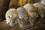 Kreta-Stachelmuse (Acomys minous) im Tierpark Berlin.