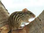 Vielstreifengrasmaus-Lemniscomys barbarus