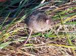 Spitzmaus am Bahndamm in Rheinbach - 12.11.2004 (Umschichtung von Landschaftsfoto - keine passende Kat.