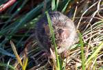 Kleine Spitzmaus am Bahndamm in Rheinbach - lt sich nicht aus der Ruhe bringen - 12.11.2004 (Umschachtung von Landschaftsfoto)