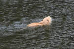 Eine Bisamratte schwimmt in der Ruhr, so gesehen Mitte April 2021 in Witten.
