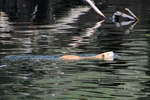 Eine Bisamratte schwimmt in der Ruhr, so gesehen Mitte April 2021 in Witten.