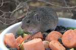 Levante-Whlmaus (Microtus socialis) am 18.4.2010 im Tierpark Berlin.