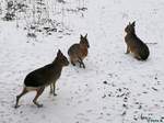 Prriehasen im Tierpark Greifswald am 08.01.2017