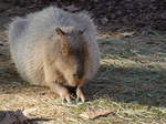 Ein Wasserschwein, fotografiert im Zoo Barcelona (Dezember 2011)