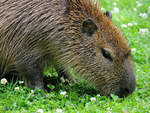 Ein Wasserschwein im Juni 2010 im Zoo Dortmund.