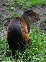 Schwarzrckenaguti (Dasyprocta prymnolopha) im Tierpark Cottbus (August 2015).