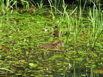 3 kleine Nutrias in der Spree (im Spreewald bei Lbben).