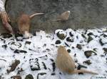 Sumpfbiber im Tierpark Greifswald am 08.01.2017