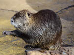 Ein Sumpfbiber, fotografiert im Zoo Barcelona (Dezember 2011)