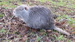 Nutria (Myocastor coypus).