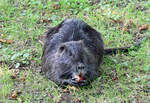 Nutria (Biberratte) beim Verzehr einer Kastanie am Teich im Schillerpark Euskirchen - 18.09.2021