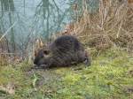 Nutria oder auch Biberratte genannt,  das Nagetier stammt aus Sdamerika und ist mittlerweile in  ganz Mitteleuropa verbreitet,  lebt wild,wie hier fotografiert,aber auch in Farmen als Pelz-und 