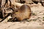 Die Biberratte (Myocastor coypus), auch Nutria oder seltener Sumpfbiber, Schweifbiber, Schweifratte, Coypu, Wasserratte  genannt, ist eine aus Sdamerika  stammende und in Mitteleuropa eingebrgerte