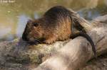 Nutria (Biberratte) 