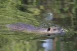 Schwimmende Biberratte (Myocastor coypus) am 28.4.2010 in Bad Sulza.