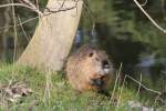 Biberratte beim Fressen (Myocastor coypus).