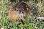 Biberratte beim Fressen (Myocastor coypus).