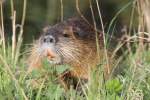 Biberratte beim Fressen (Myocastor coypus).