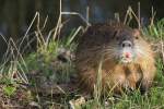 Dieser Nutria (Myocastor coypus) lt sich durch nicht aus der Ruhe bringen.