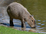 Ein durstiges Wasserschwein Ende April 2018 im Zoo Berlin.