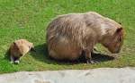 Capybara mit Jungtier - 03.08.2010  Achtung - Sugetier/Nagetiere/.........