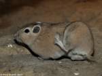 Gewhnlicher Gundi oder Kammfinger (Ctendodactylus gundi) im Zoo Prag /2009).