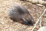 Weischwanz-Stachelschwein (Hystrix leucura) am 2.5.2010 im Freizeitpark Memleben.