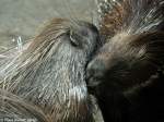 Weischwanz-Stachelschwein (Hystrix indica leucura) im Tierpark Berlin bei gegenseitiger  Fell -Pflege (Grooming).