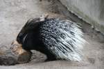 Ein Weischwanz-Stachelschwein (Hystrix leucura Sykes)knabbert an einem Baumstamm.