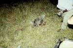 1990 im Sabi Sabi Private Game Reserve in Sdafrika: der Trekker bei der abendlichen Fotosafari hat ein Stachelschwein ausgemacht, das hier im Licht eines Scheinwerfers zu sehen ist.
