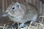 Mnstersches Meerschweinchen oder Hellbraunes Wieselmeerschweinchen (Galea monasteriensis) im Tierpark Berlin.