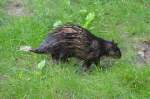 Afrikanischer Quastenstachler     14.08.2014  im Zoo Berlin