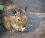 Degu