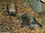 Urson oder Nrdlicher Baumstachler (Erethizon dorsatum) im Tierpark Cottbus (August 2015).