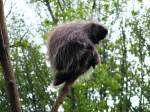 Ein Baumstachler im Gelsenkirchener Zoo am 2.