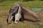 Ein Ameisenbr Mitte Dezember 2010 im Zoo Madrid.