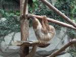 Eigentliches Zweifinger-Faultier im Tropenhaus des Chemnitzer Tierparks.