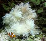 Lederanemone (Heteractis crispa) am 23.4.2010 im Meeresaquarium Zella-Mehlis.